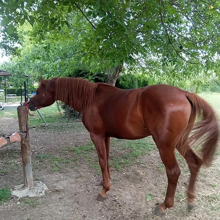 El Guajiro Mas de las Matas