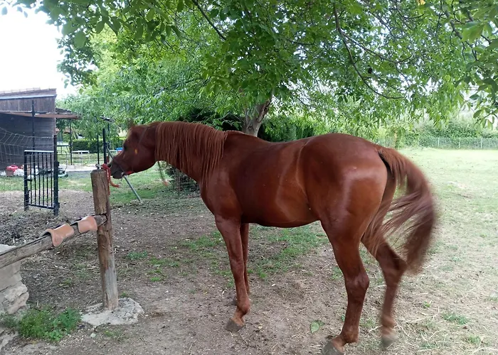 El Guajiro Mas de las Matas